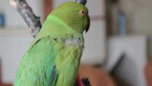 Blchy z papagájov účinné metódy boja, prevencie